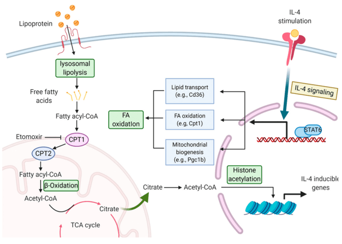 Glycolysis, Lipid Metabolism, Coenzymes and Cofactors in Cellular Metabolism